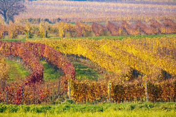 A scenic vineyard with curved rows of grapevines in vibrant autumn hues stretches across a rural landscape, showcasing agricultural beauty and seasonal transformation in nature.
