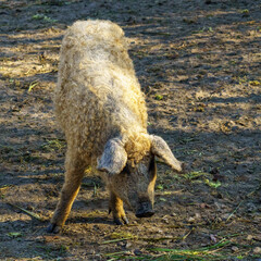 A Mangalitsa pig with curly hair forages on a dirt and hay-covered ground in a rural outdoor farm setting, highlighting traditional livestock and natural behavior.