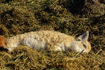 A light brown, curly-wool sheep lies on a bed of straw in a rural outdoor farm setting, captured in natural light, evoking calm and rustic simplicity.