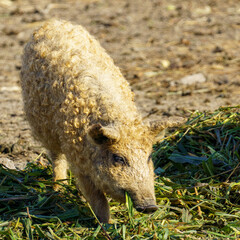 A curly-haired Mangalitsa pig forages on green vegetation in a rural outdoor farm setting with dry soil, showcasing natural livestock behavior and sustainable farming.