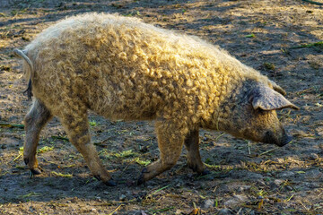 A curly-haired Mangalitsa pig forages on green vegetation in a rural outdoor farm setting with dry soil, showcasing natural livestock behavior and sustainable farming.