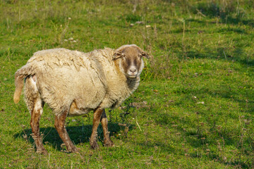 A single sheep with a thick, slightly matted wool coat stands in a grassy field with dry patches, representing rural livestock farming and natural grazing behavior.