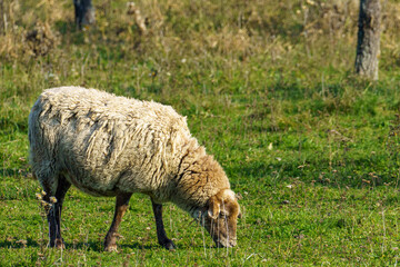 A woolly sheep grazes on lush green grass in a natural field, surrounded by trees and dry patches, representing pastoral life and sustainable agriculture. 