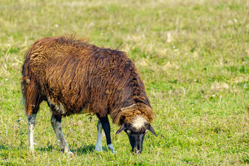 A woolly sheep grazes on lush green grass in a natural field, surrounded by trees and dry patches, representing pastoral life and sustainable agriculture. 