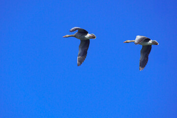 Two geese with long necks and wide wingspans fly across a clear blue sky, symbolizing migration, freedom, and synchronized movement in nature. 