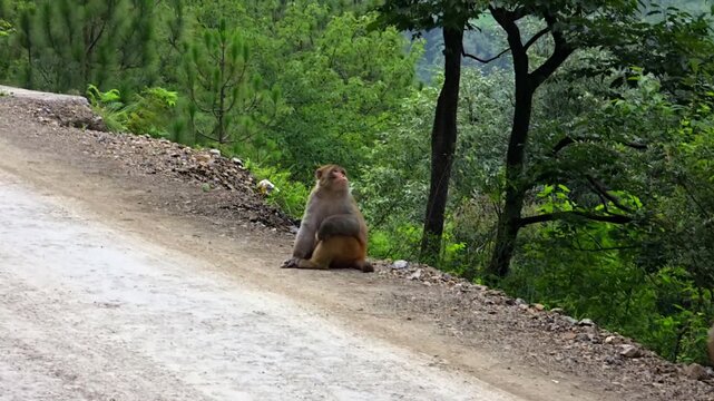 Indochinese Rhesus Macaque (Macaca mulatta siamica) Eating Fruit in Forest &ndash; 120fps Slow Motion Footage