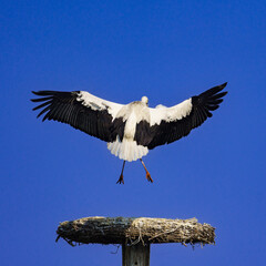 A large white stork with extended wings flies above a twig nest against a clear blue sky, symbolizing wildlife, freedom, and natural behavior in open air. 