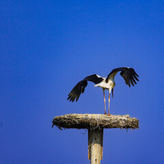 A large white stork with extended wings flies above a twig nest against a clear blue sky, symbolizing wildlife, freedom, and natural behavior in open air. 