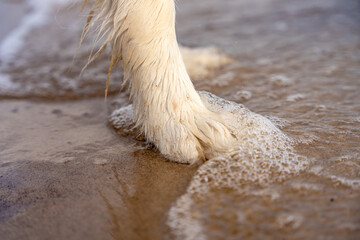 Close Up Of Wet Dog Paw Standing In Shallow Sea Water