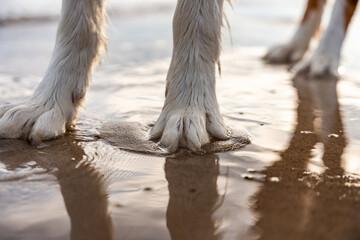 Close Up Of Two Wet Dog Paws On Sandy Beach In Water