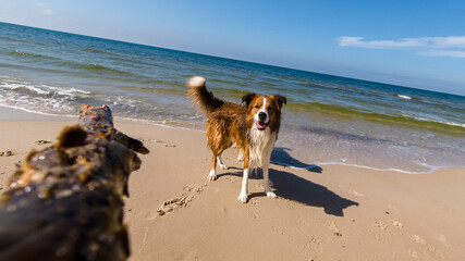 Border Collie On Beach With Stick By The Sea