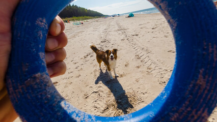 Border Collie Looking Through Blue Ring On Sandy Beach