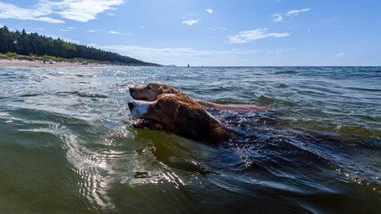 Two Golden Retriever Dogs Swimming In Sea Near Sandy Beach On Sunny Day