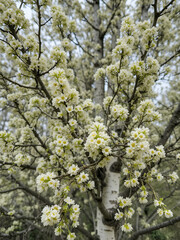 Fototapeta premium Close-up view of numerous hemiparasitic mistletoe shrubs thriving on the branches of a birch tree.