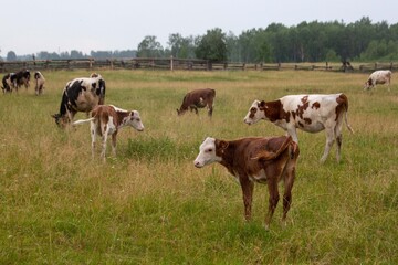 Cows grazing in a paddock. Animal husbandry. Cattle.