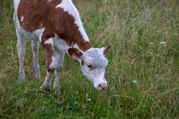 A cow grazes on a green pasture in summer