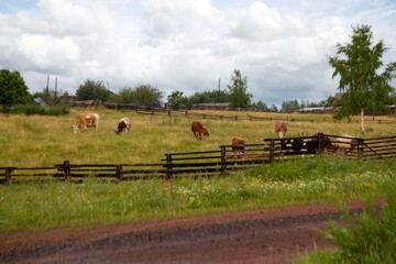 Cows grazing in a paddock. Animal husbandry. Cattle.