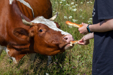 Beautiful cow eating from human hands against the backdrop of nature