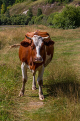 Beautiful cow in green summer nature