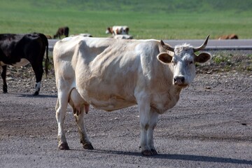 Beautiful beige cow close up