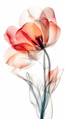 X-ray illustration of a delicate tulip flower showcasing vibrant colors and intricate details, emphasizing the beauty of nature through a unique perspective