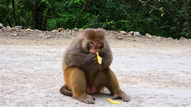 Indochinese Rhesus Macaque (Macaca mulatta siamica) Eating Fruit in Forest &ndash; 120fps Slow Motion Footage