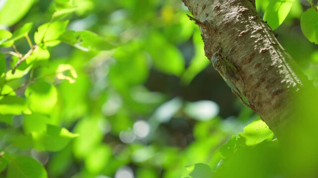 夏らしい風景。木漏れ日にキラキラ光るぼやけた木々の背景と桜の木にとまったクマゼミ。蝉の鳴き声あり