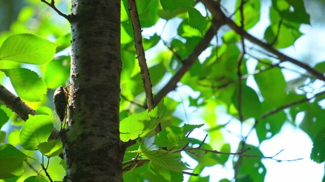 真夏の太陽光と緑豊かな森林で鳴くクマゼミのクローズアップと自然の風景素材。蝉の鳴き声あり