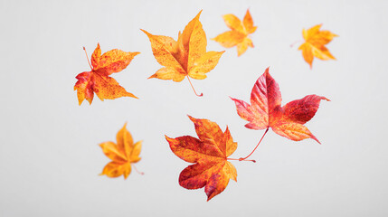 Fototapeta premium Vibrant autumn leaves in shades of red, orange, and yellow float gently against a simple white background, capturing the essence of the fall season.