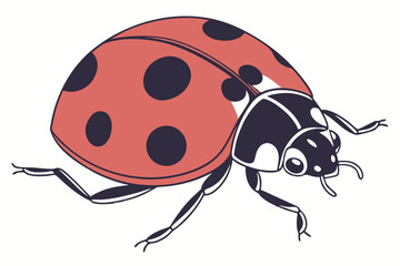 ladybug on white background