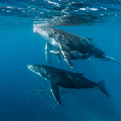 Fototapeta premium Underwater View of Humpback Whales Swimming in the Deep Blue Ocean, Marine Life