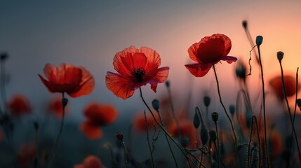 Field of red poppies bloom against the soft light of dawn. Use this for backgrounds, nature themes, and remembrance day.