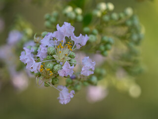 薄紫のコサルスベリの花