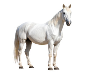 white horse unicorn isolated on white and transparent background