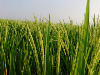 Close-Up of Developing Rice Grains, Rice Panicles Before Harvest,Growing Rice on the Stalk