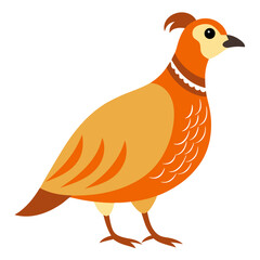 Modern Quail Bird Vector Style on White
