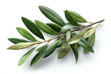 Close-up of an olive branch with vibrant green leaves