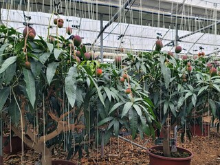 Ripe apple mangoes, mango fruits hanging in clusters