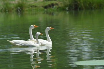 ducks in water on white background