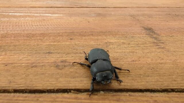 Stag beetle resting on a weathered wooden surface in natural light during a peaceful day