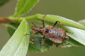 Closeup on a beneficial Tree damselbug insect , Himacerus apterus helping with natural pest suppression