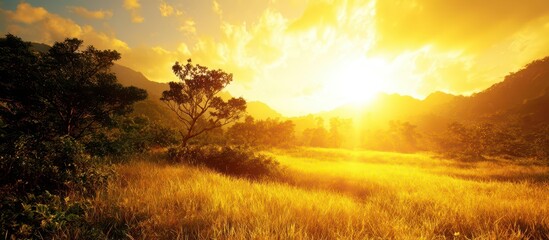 Fototapeta premium Golden sunset over a field