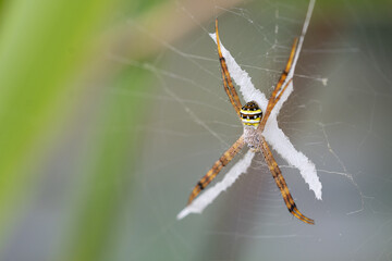 A Detailed Macro Close-up of a Striped Spider (Argiope species) on its Intricate Web - St. Andrew’s cross spider
