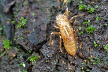 A Detailed Macro Close-up of a Translucent Cicada Exoskeleton on the Ground