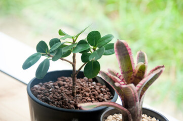 庭の見える窓際に並べられた観葉植物