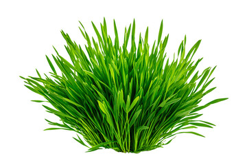 Realistic Clump of Fresh Green Grass, isolated on a transparent background.