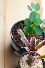 カーテン越しの光にあたる観葉植物