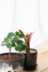 カーテン越しの光にあたる観葉植物