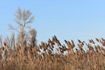 Branch of a tree with dry reed grass against the blue sky