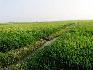 A rice paddy is an irrigated or flooded field specifically used for cultivating rice, particularly common in southern and eastern Asia. 
